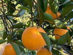 -湖南湘都生态农业园