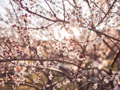 -香雪海