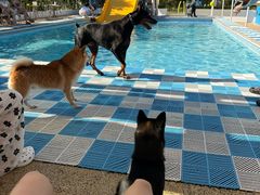 -爪吧宠物乐园 (温榆河示范区店)