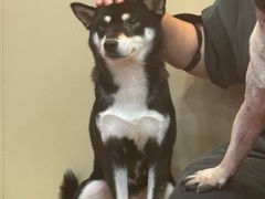 -和它·交个朋友·狗咖猫咖(爱琴海店)