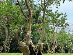 -深圳仙湖植物园