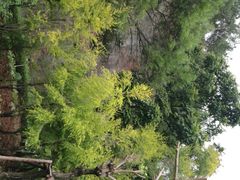 -狐尾山公园