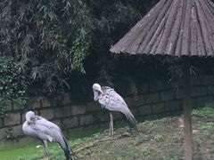 -上海野生动物园老虎餐厅