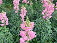 -天适樱花悠乐园