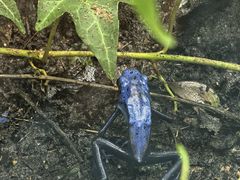 -上海大自然野生昆虫馆(东方明珠·爬宠昆虫探索中心)