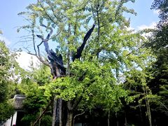 -上海佘山国家森林公园天马山园