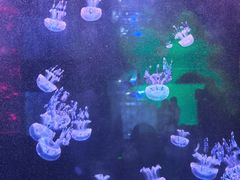 -左海海底世界