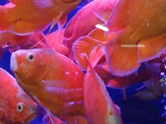 -哈尔滨道外花鸟鱼市场