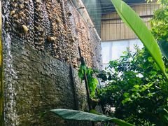 -北京呀路古热带植物园