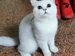 -东方名猫馆·英短金渐层布偶猫舍(环线广场1号楼店)