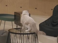 -飞行喵MR PILOT|猫舍·猫咖(静安大融城店)