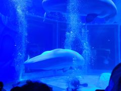 -上海海昌海洋公园-冰山北极馆