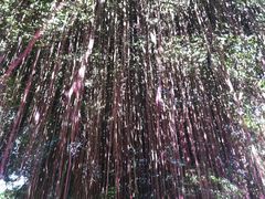 -乌山风景区