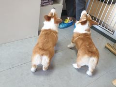 -汪说·狗咖(旺城大厦店)