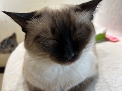 -藏猫猫咖啡主题馆(中央大道店)