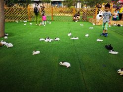 -萌宠亲子动物乐园(槐房万达店)