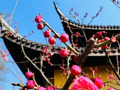 -红梅公园