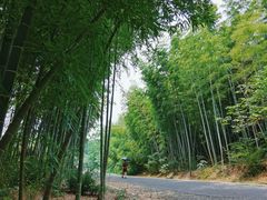 -宜兴龙背山森林公园