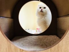 -猫和宫(六道口店)