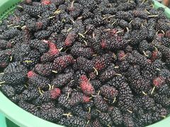 -老炳·七丛松甘草水果