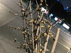 -双季花艺园艺市场(浦东店)