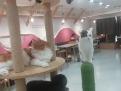 -喵园·猫主题咖啡厅·撸猫·猫咖(国贸店)