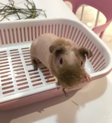 -Moni星球萌宠·小马宝莉·灵蛇·高端高阶全萌宠互动体验俱乐部(红豆国际广场店)