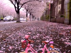 -高东镇樱花园