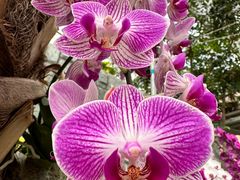 -北京植物园-展览温室