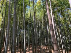 -树山生态村