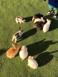 -萌宠亲子动物乐园(槐房万达店)