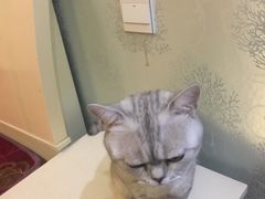 -派联宠物医院·24h·CT·异宠