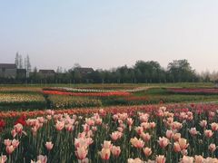 -金卉庄园