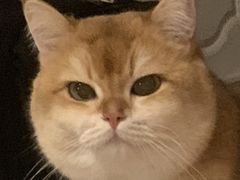 -Bastet sally猫舍购宠(静安店)