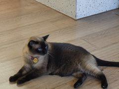 -有猫主题·治愈系猫咖(曾厝垵店)