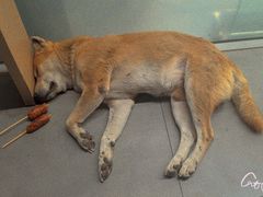 -芭提雅MAX泰拳馆