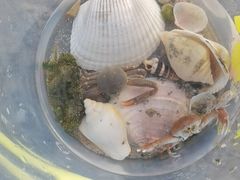 -汕尾风车岛