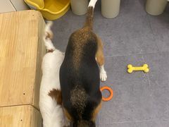 -有喵·猫咖·狗咖·40+猫狗有小奶狗(岗厦店)