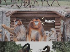 -广州长隆野生动物世界