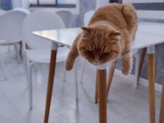 -喵的天空名猫咖啡馆·撸猫·猫舍·用品