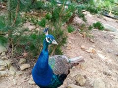 -西霞口神雕山野生动物世界