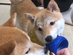 -逗柴咖啡屋·狗咖猫咖宠物桌游