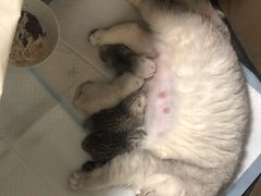 -爱侣宠医·鹦鹉专科·小型哺乳类·异宠专科(灵石路店)