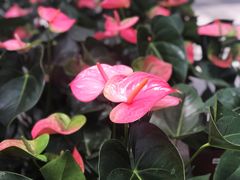 -上海鲜花港