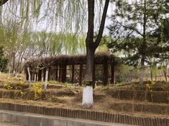 -大兴滨河森林公园