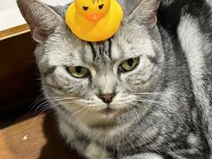 -藏猫猫咖啡主题馆(中央大道店)