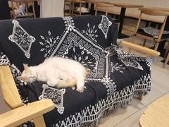 -平行世界·猫咖(首经贸店)