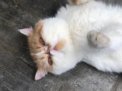 -喵屿·大理花园猫咖