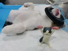 -荔康动物医院(康王北路店)