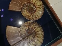 -青岛贝壳博物馆